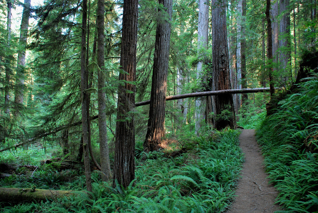 How To Become a Zen Trail Runner